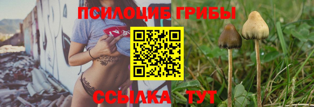 Куйбышев  Галлюциногенные грибы Psilocybine cubensis  Вход с VPN 